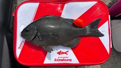 オナガグレの釣果