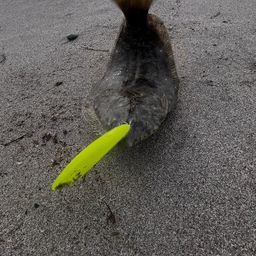 ヒラメ