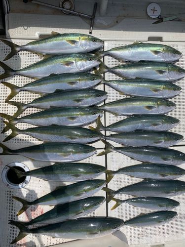 ハマチの釣果