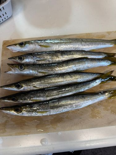 カマスの釣果