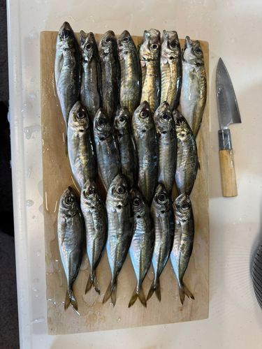 マアジの釣果