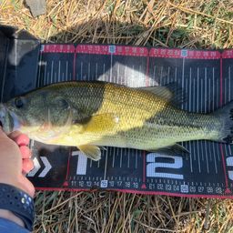 ラージマウスバス