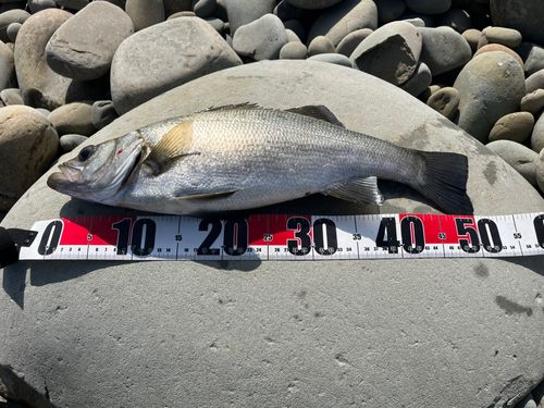ヒラスズキの釣果