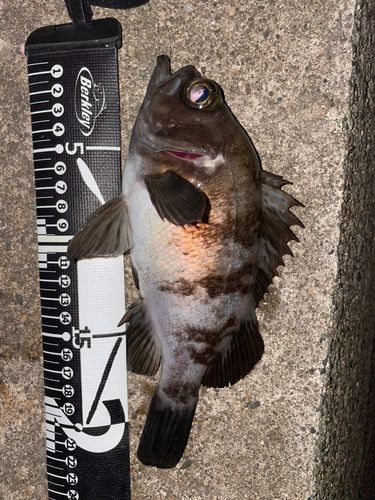メバルの釣果