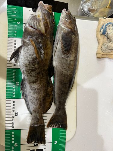 アイナメの釣果