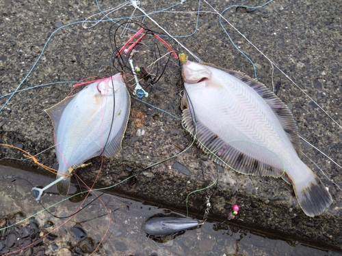 北海道の釣果 - アングラーズ | 釣果600万件の魚釣り情報サイト