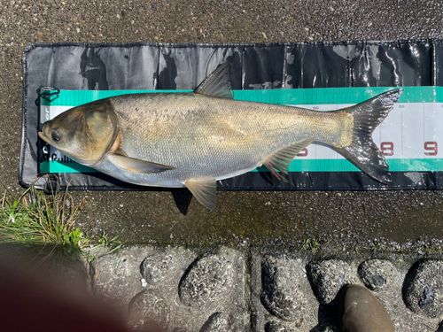 ハクレンの釣果