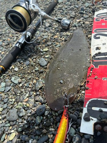 クロウシノシタの釣果