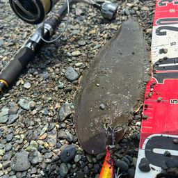 クロウシノシタ