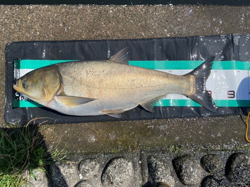 ハクレンの釣果