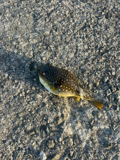 フグの釣果