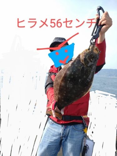 ヒラメの釣果
