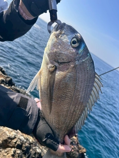 ヘダイの釣果