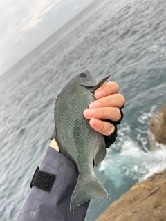 オナガグレの釣果