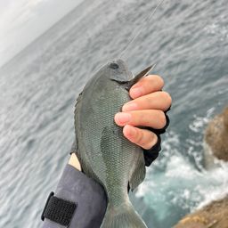 オナガグレ
