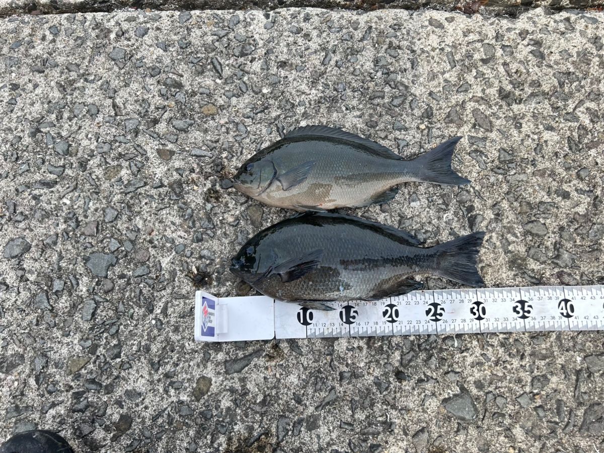 みっとっとさんの釣果 3枚目の画像