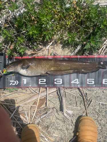 ナマズの釣果