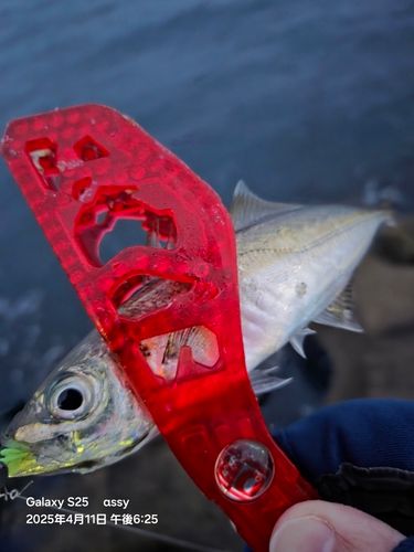 マアジの釣果