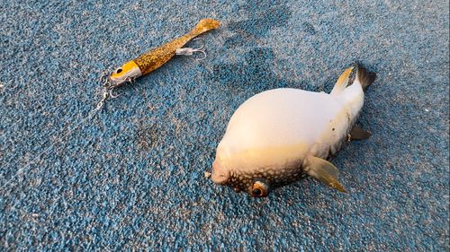 クサフグの釣果