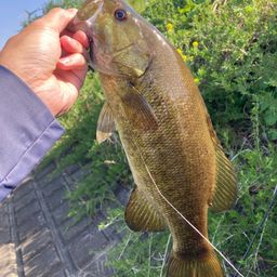 スモールマウスバス