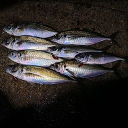 アジ