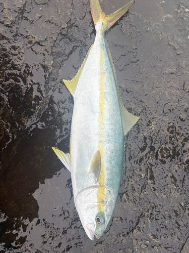 ヒラマサの釣果