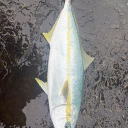 ヒラマサ
