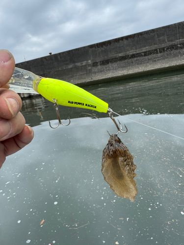 リュウグウノツカイの釣果