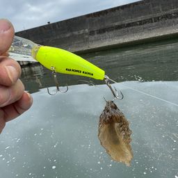 リュウグウノツカイ