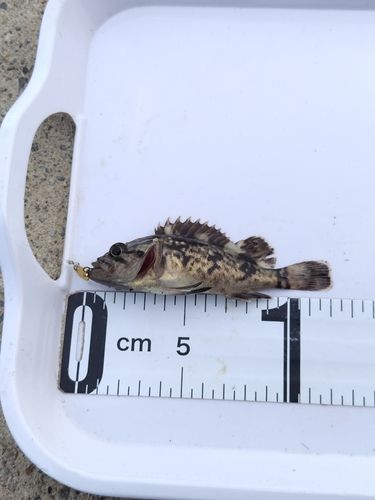 クロソイの釣果