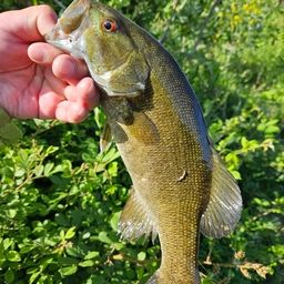 スモールマウスバス