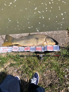 コイの釣果