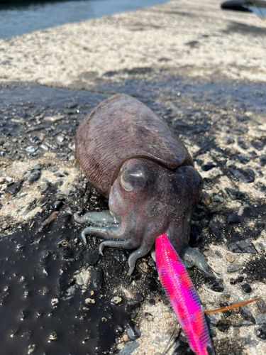 コウイカの釣果