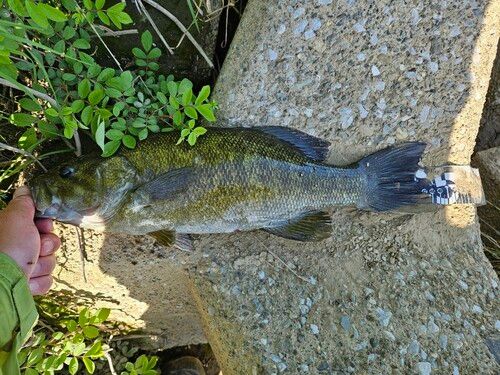 スモールマウスバスの釣果
