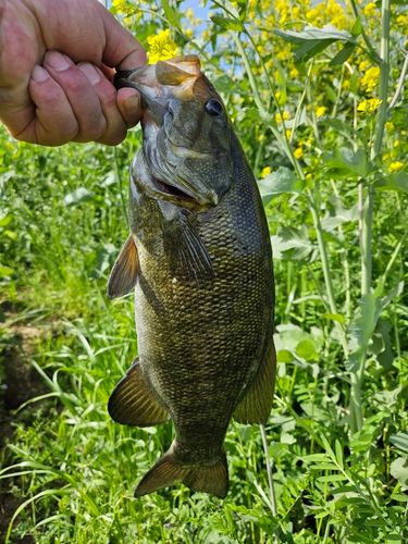 スモールマウスバスの釣果