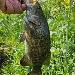 スモールマウスバス