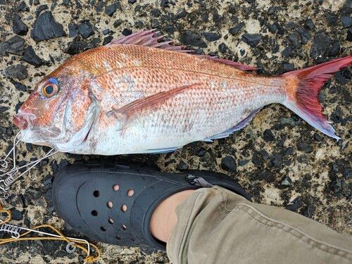 マダイの釣果