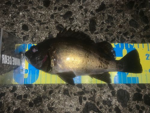 メバルの釣果