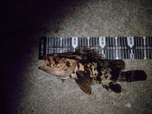 タケノコメバルの釣果