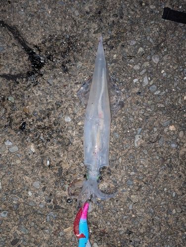 ヤリイカの釣果