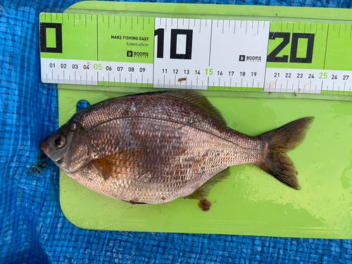 ウミタナゴの釣果