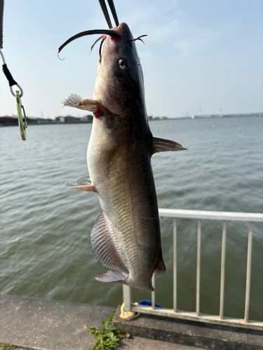 アメリカンキャットフィッシュの釣果