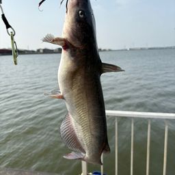 アメリカンキャットフィッシュ