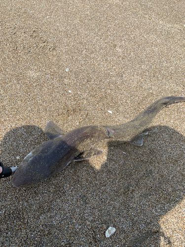 ドチザメの釣果