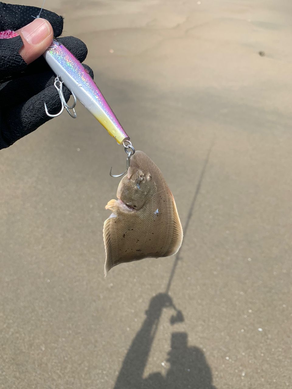 ドチザメ
