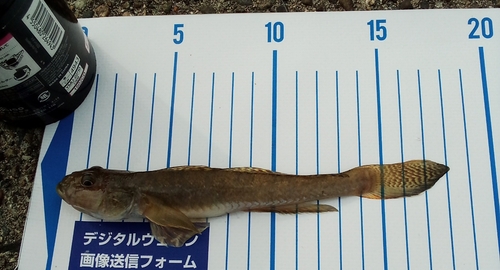 釣果一覧】茨城県で釣れたハゼ - アングラーズ | 釣果600万件の