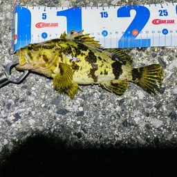 タケノコメバル