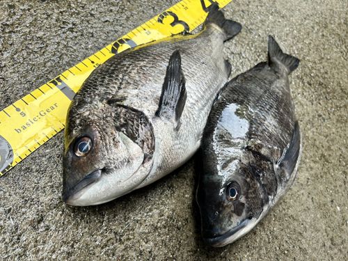 クロダイの釣果