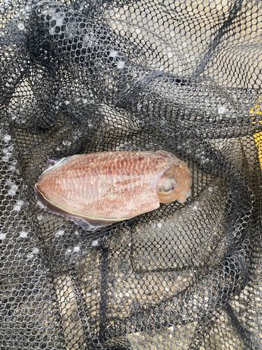 コウイカの釣果