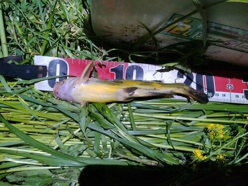 ナマズの釣果